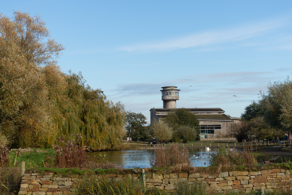 WWT and Slimbridge turn 75!